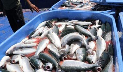 Karadeniz Somonuna, ‘Göl somonu’ darbesi