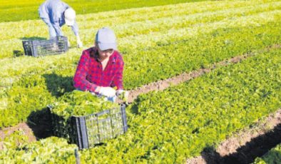 Türkiye 100 ülkeye tohum ihraç ediyor