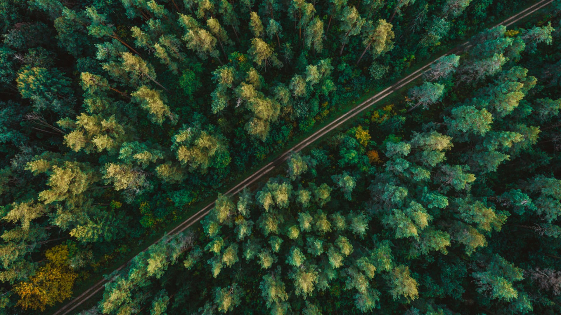 Orman banyosu nedir?